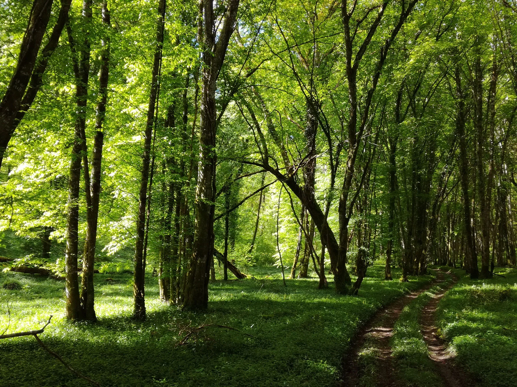 Coureurs sur les sentiers du Trail d'Accolay